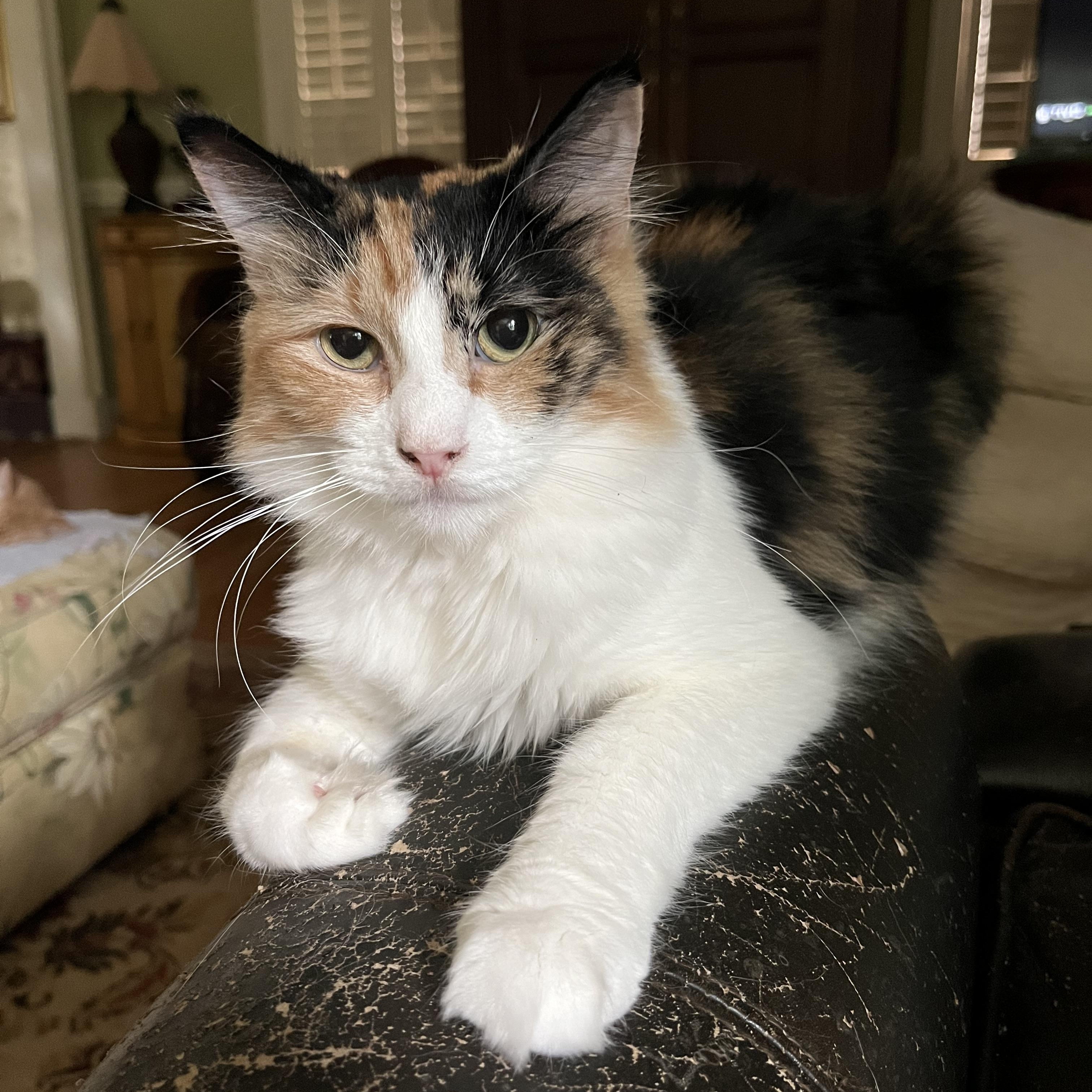 Venus, a Adoptable Calico in Mobile, AL image 3/3