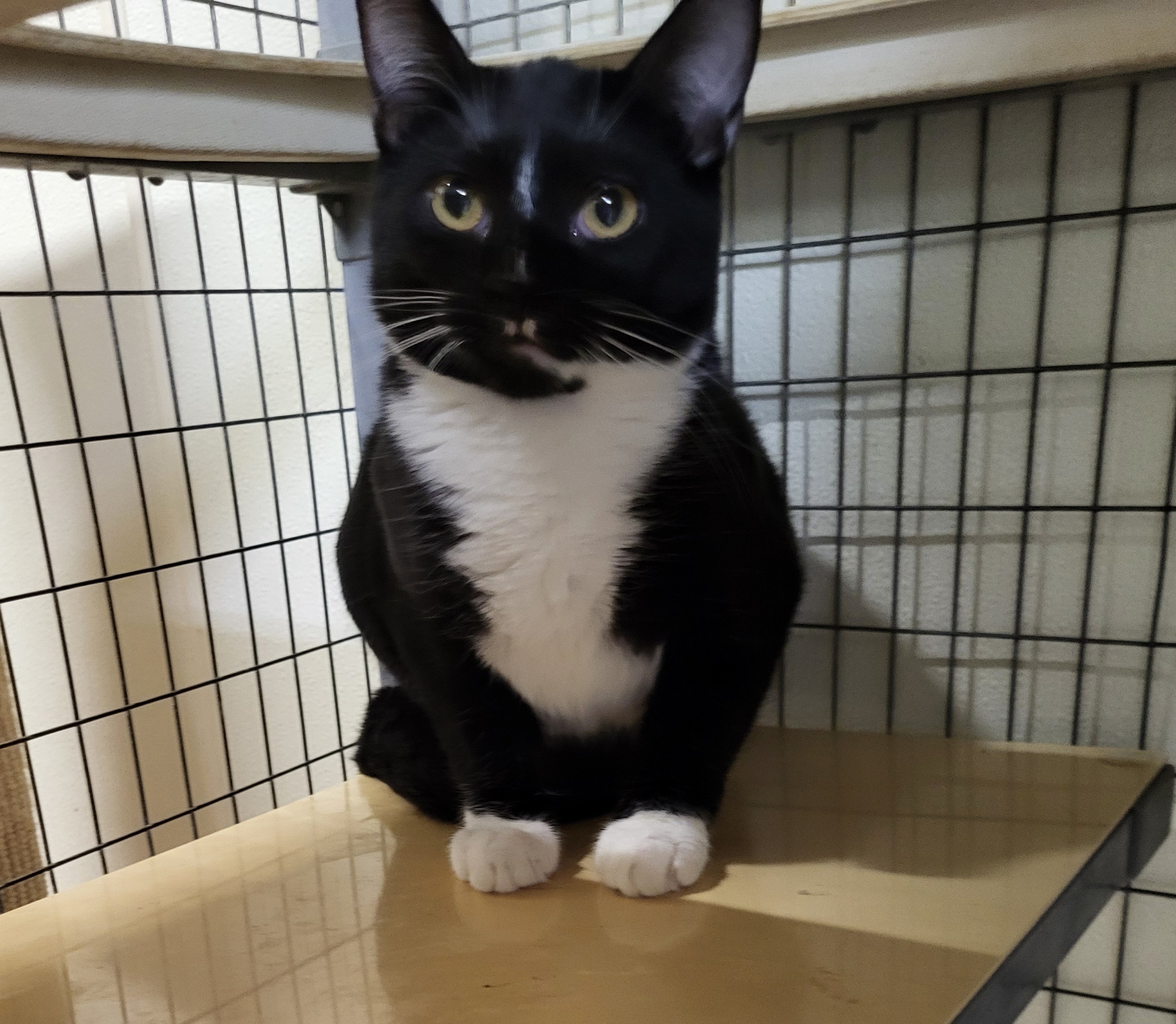 Enlarge Dax, a Adoptable Domestic Short Hair in Lodi, CA image 1/1
