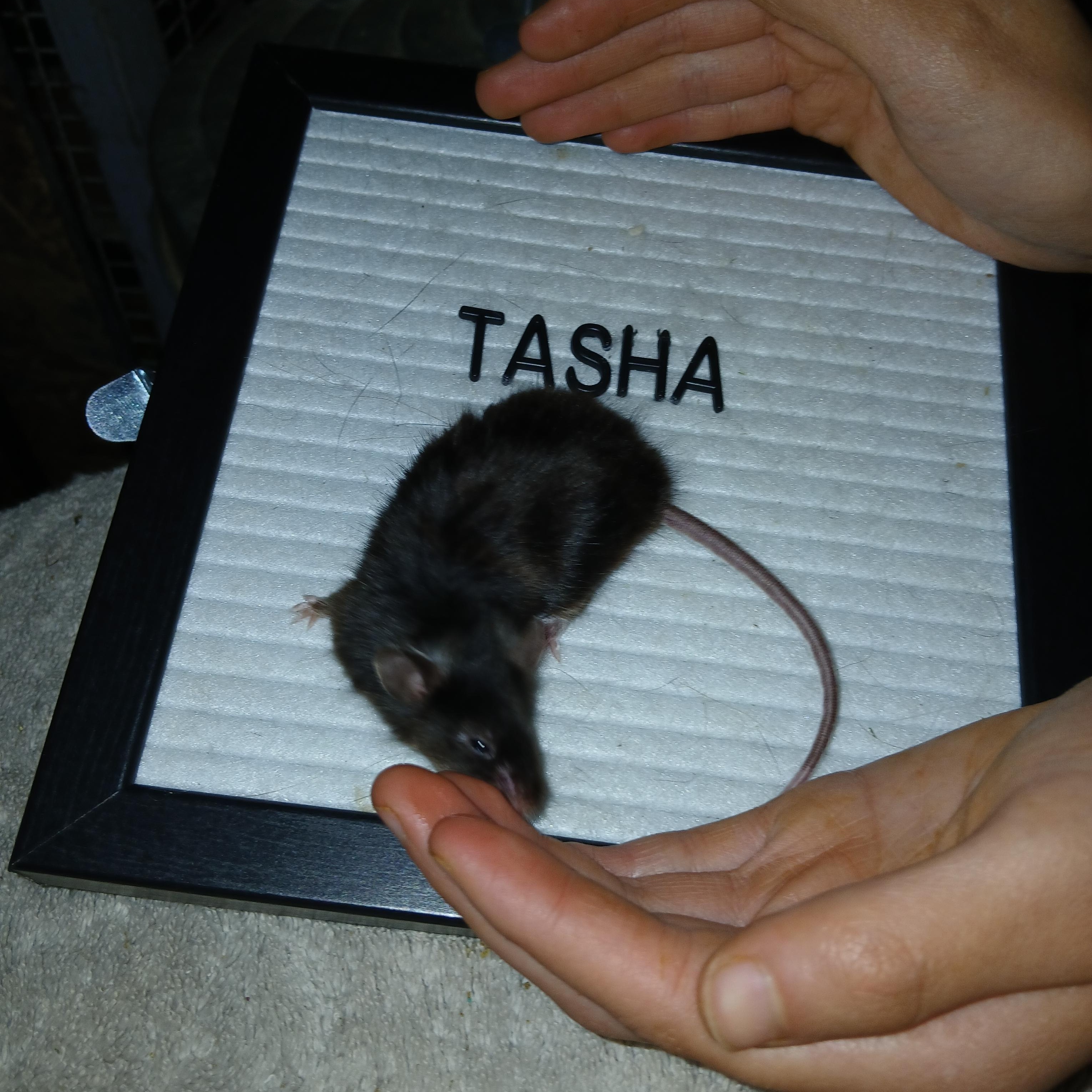 Tasha, Adoptable, Adult Female Mouse.