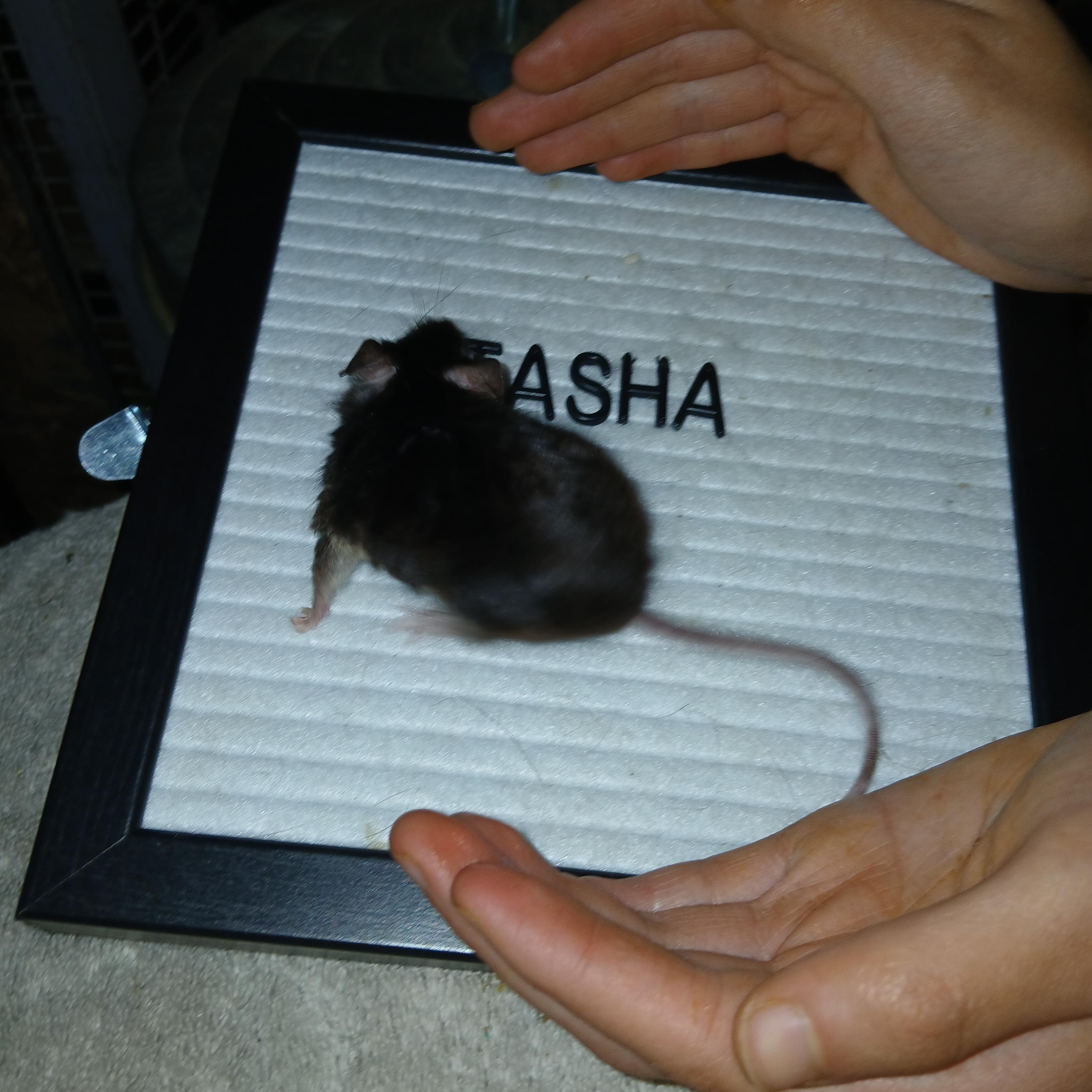 Enlarge Tasha, a Adoptable Mouse in Dearborn, MO image 3/3