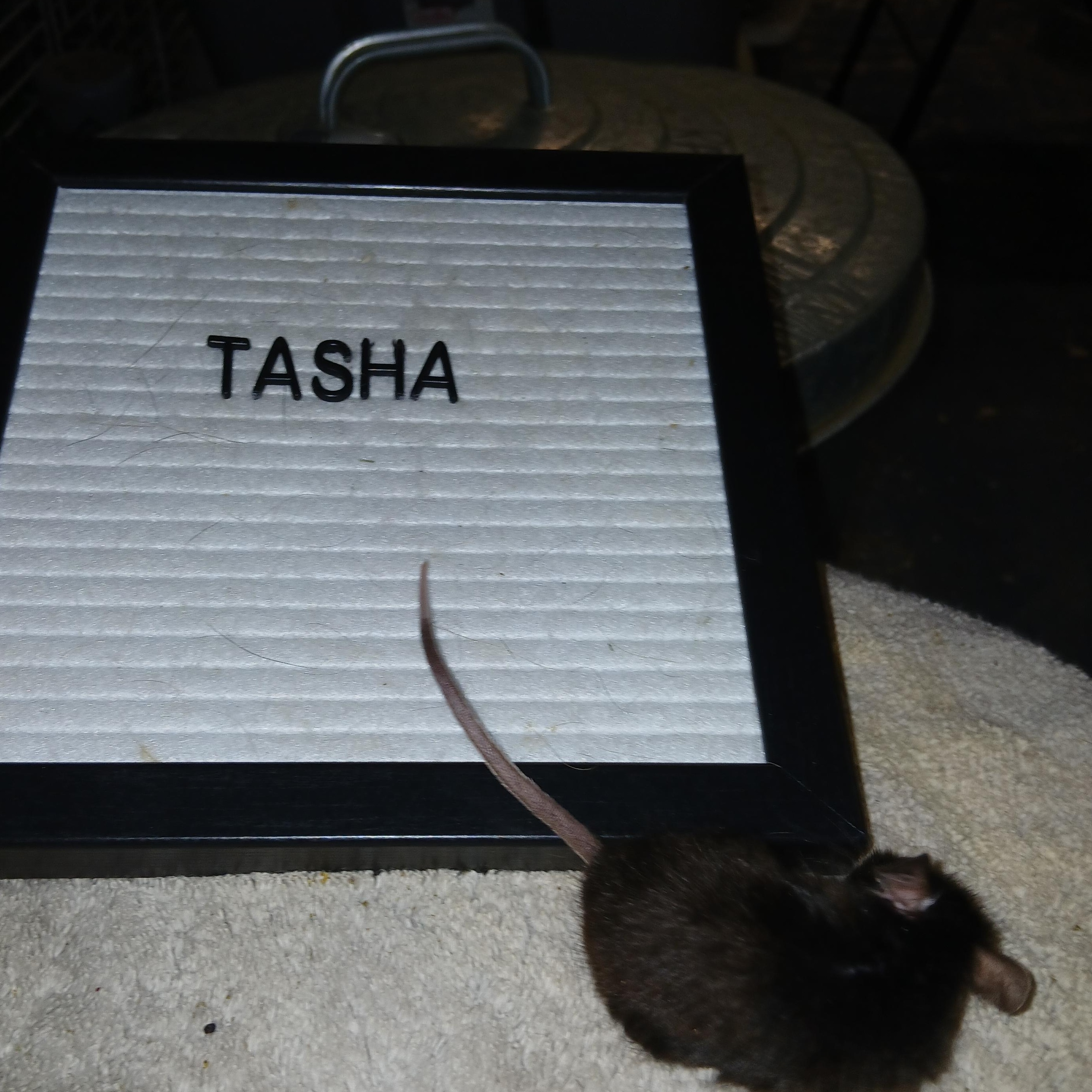 Enlarge Tasha, a Adoptable Mouse in Dearborn, MO image 2/3