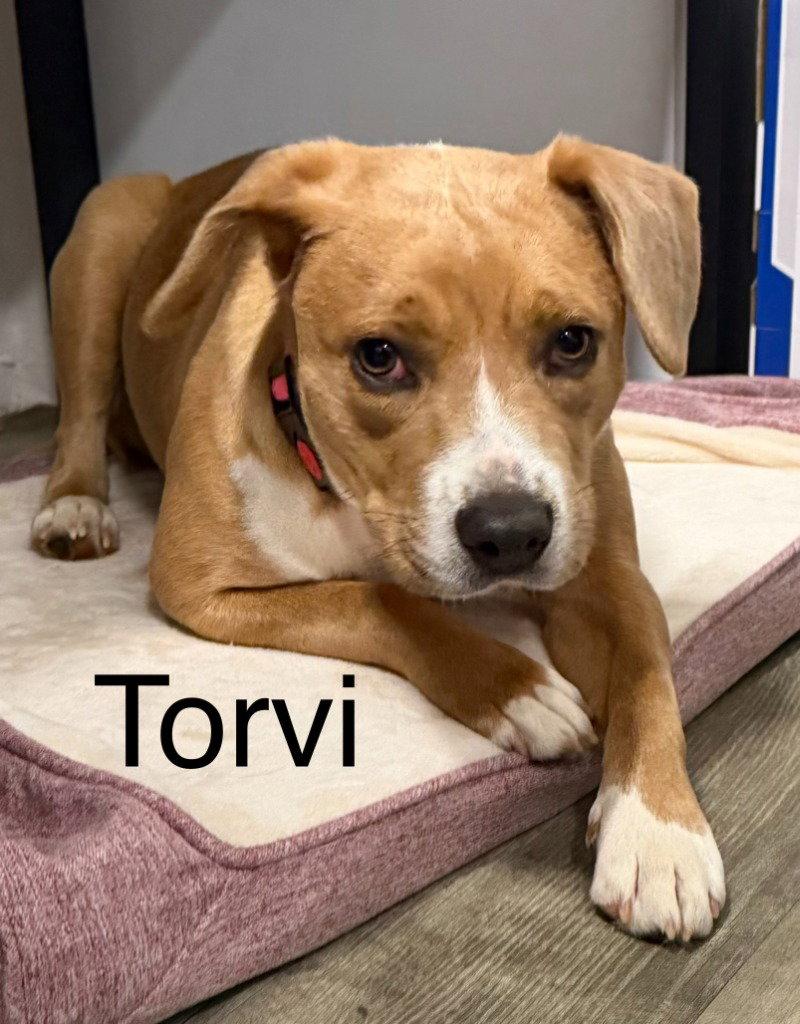 Torvi, Adoptable, Young Female Labrador Retriever & Terrier.