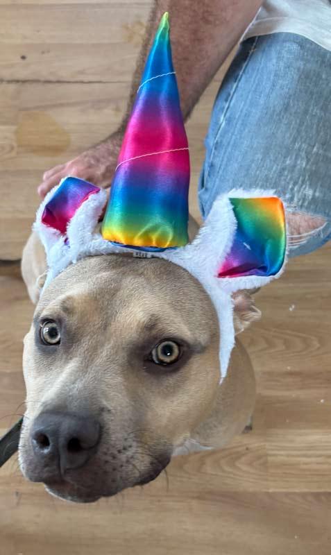 Enlarge Blake, a Adoptable mixed breed in Kennesaw, GA image 4/6