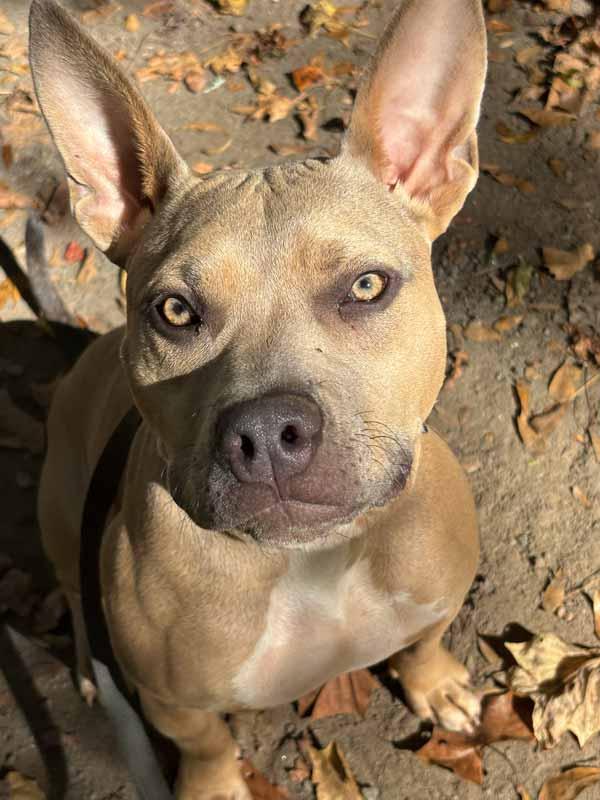 Enlarge Blake, a Adoptable mixed breed in Kennesaw, GA image 6/6