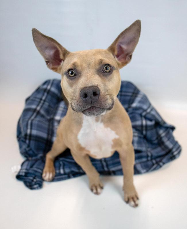 Blake — thumbnail 2