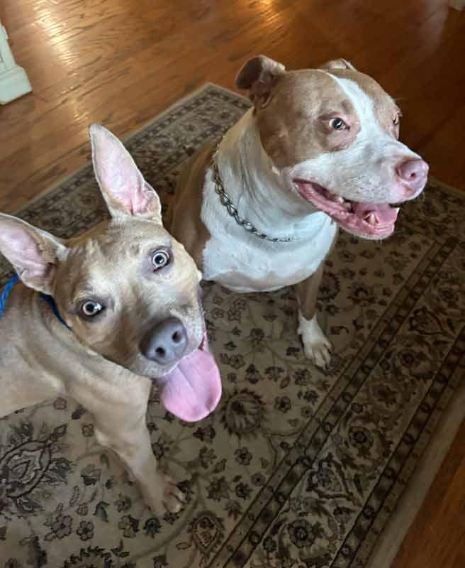 Enlarge Blake, a Adoptable mixed breed in Kennesaw, GA image 5/6