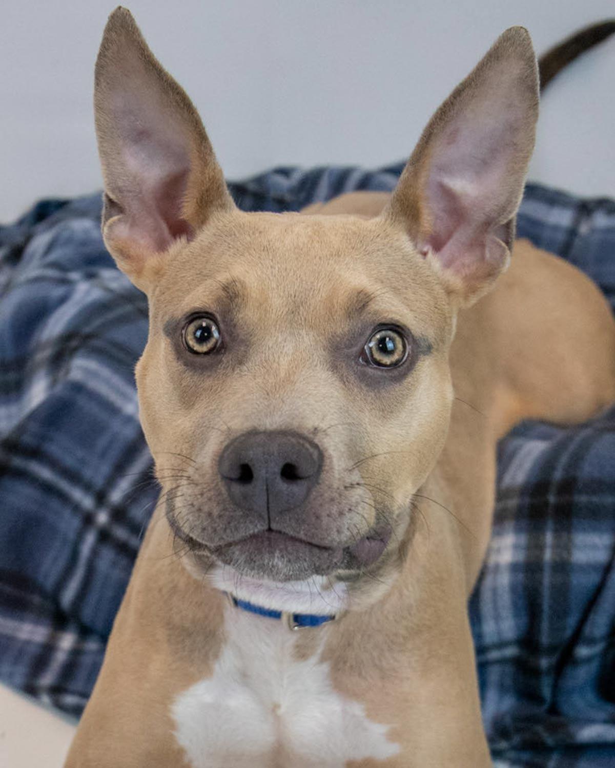 Enlarge Blake, a Adoptable mixed breed in Kennesaw, GA image 1/6