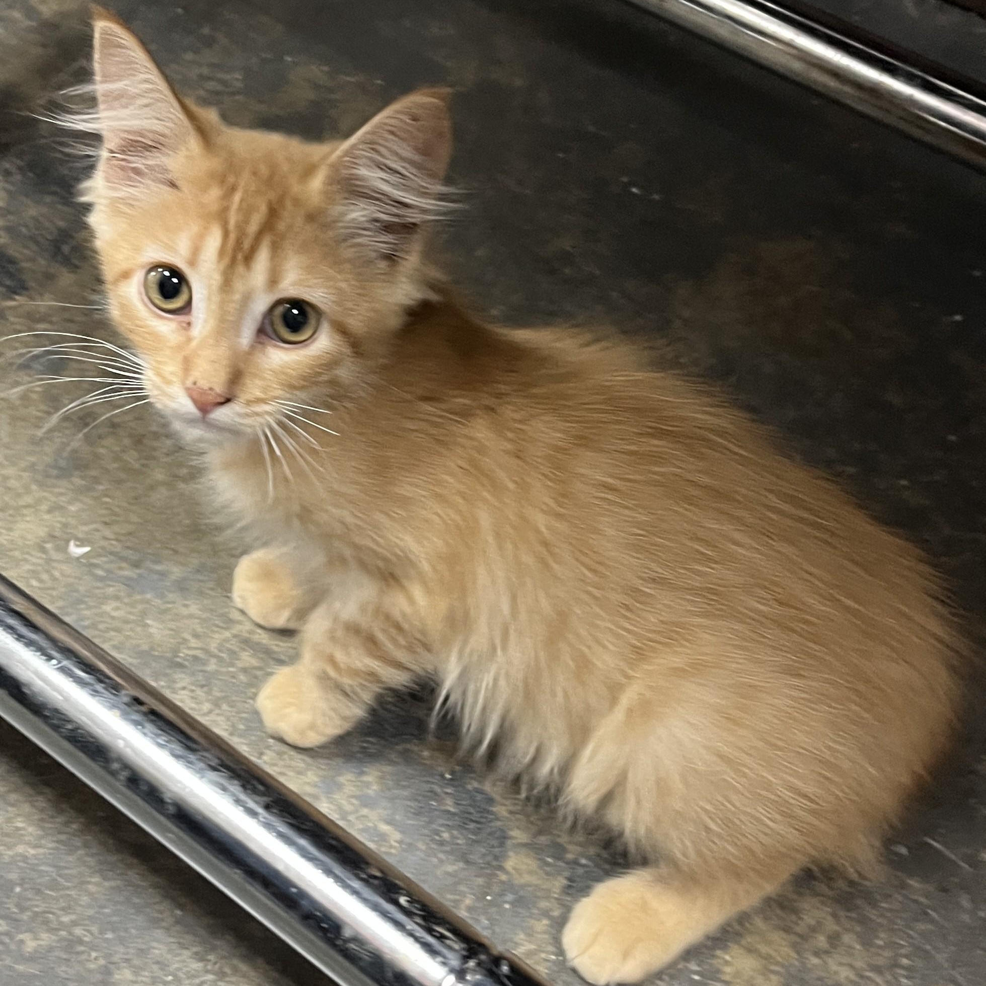 Strawberry, adopted, Kitten Female Domestic Medium Hair.
