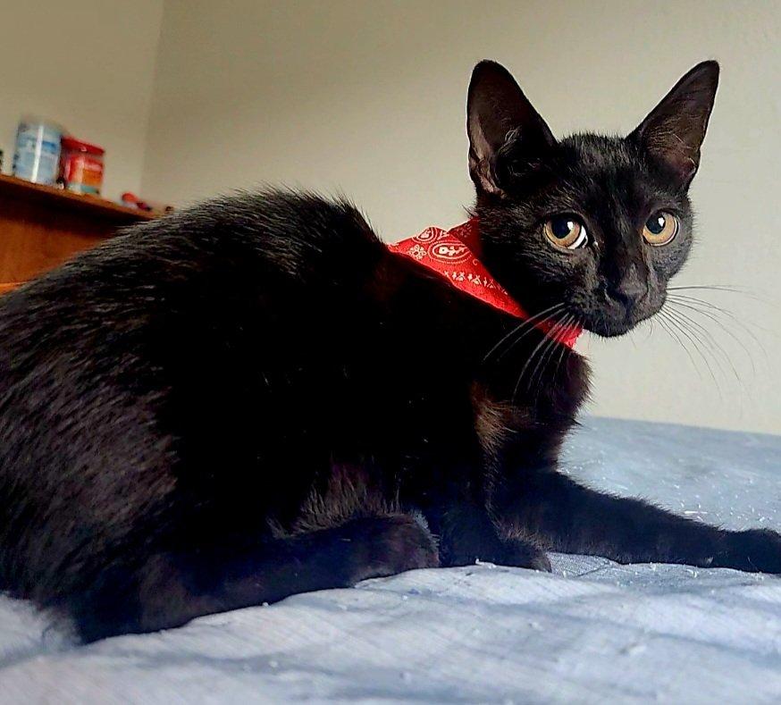 Larry (Moe, Curly), a Adoptable Domestic Medium Hair in Houston, TX image 4/5