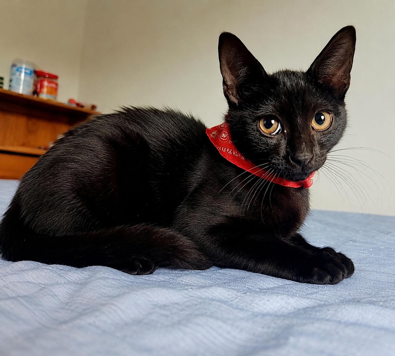 Larry (Moe, Curly), a Adoptable Domestic Medium Hair in Houston, TX image 2/5