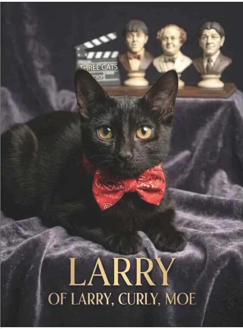 Larry (Moe, Shemp), a Adoptable Domestic Medium Hair in Houston, TX image 1/5