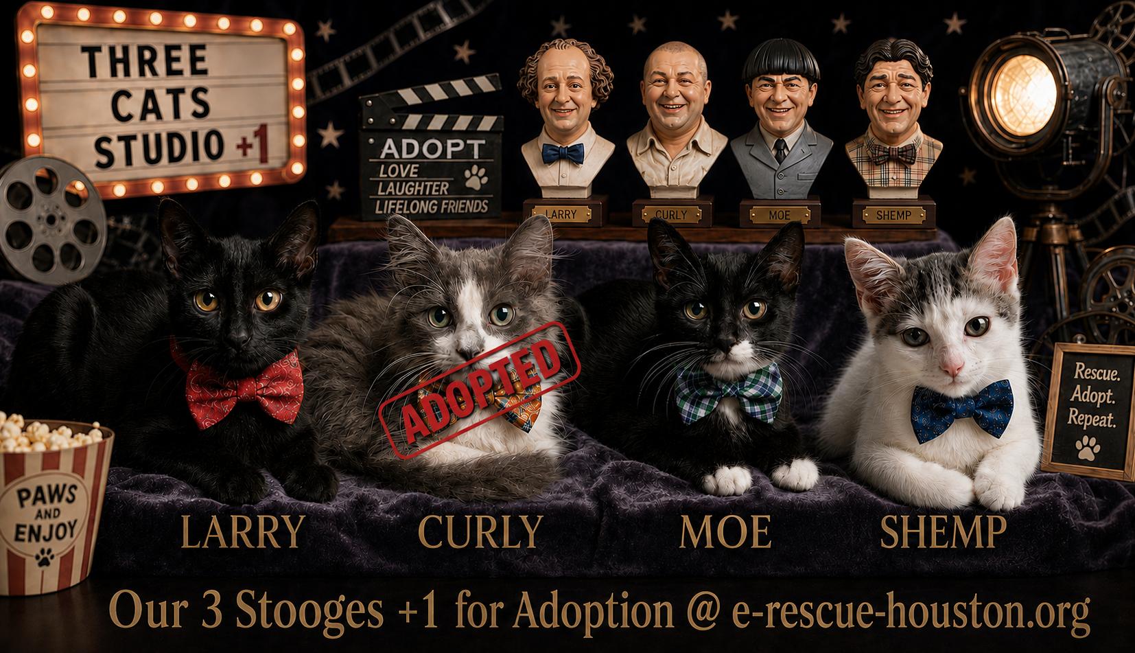 Larry (Moe, Shemp), a Adoptable Domestic Medium Hair in Houston, TX image 5/5
