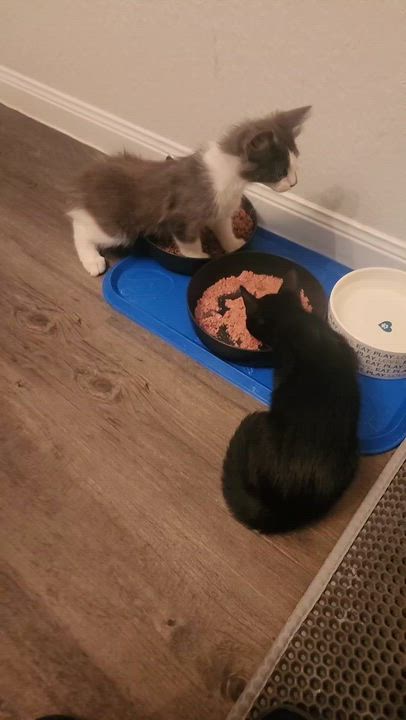 Enlarge Larry (Moe, Curly), a Adoptable Domestic Medium Hair in Houston, TX video 3/5