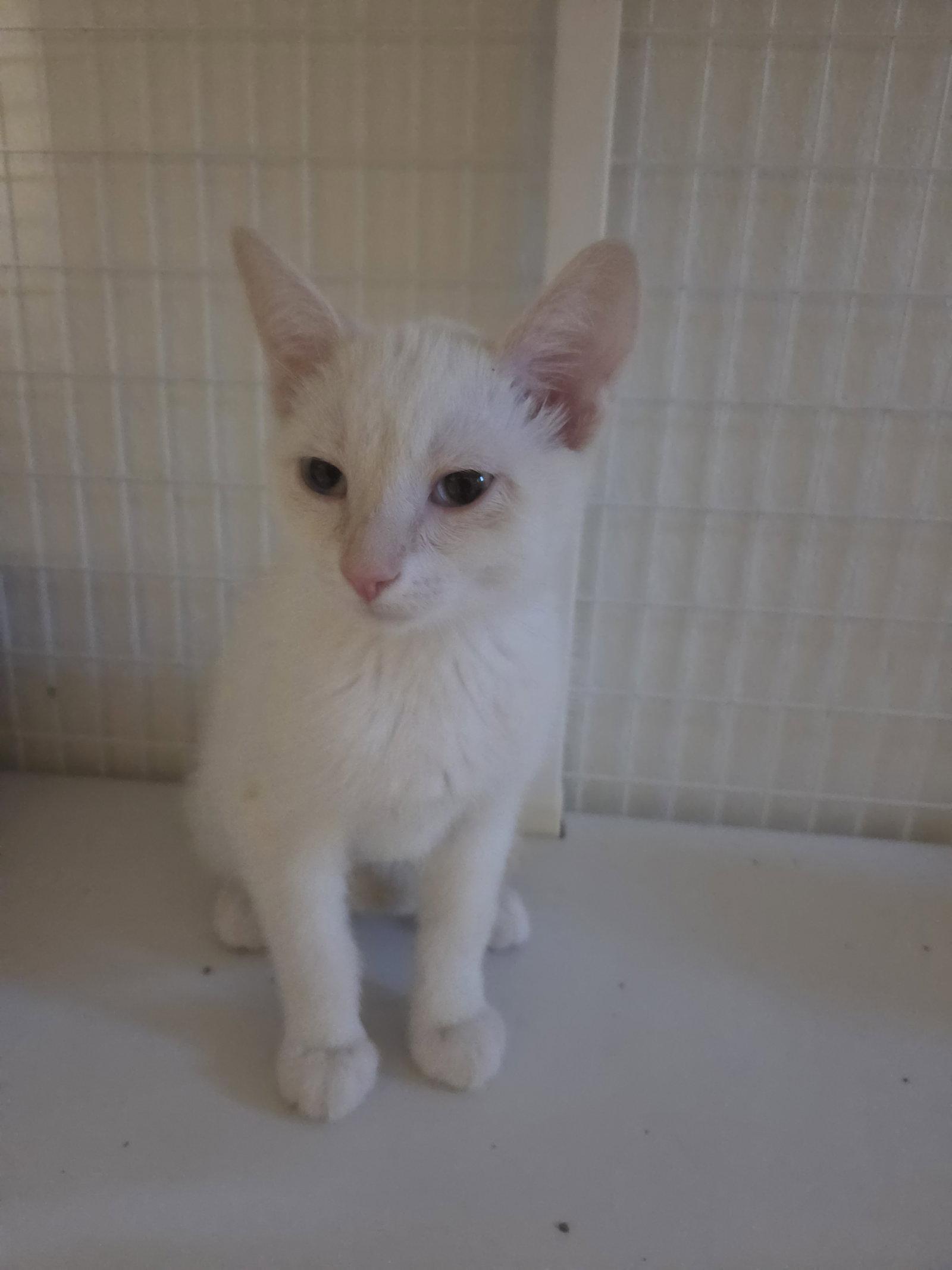 Finn, Adoptable, Young Male Domestic Short Hair & Siamese.