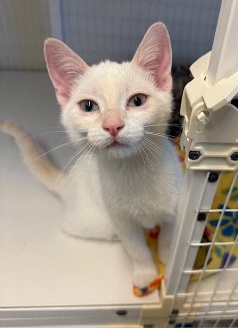 Finn, a Adoptable mixed breed in Williamsburg, IA image 2/3