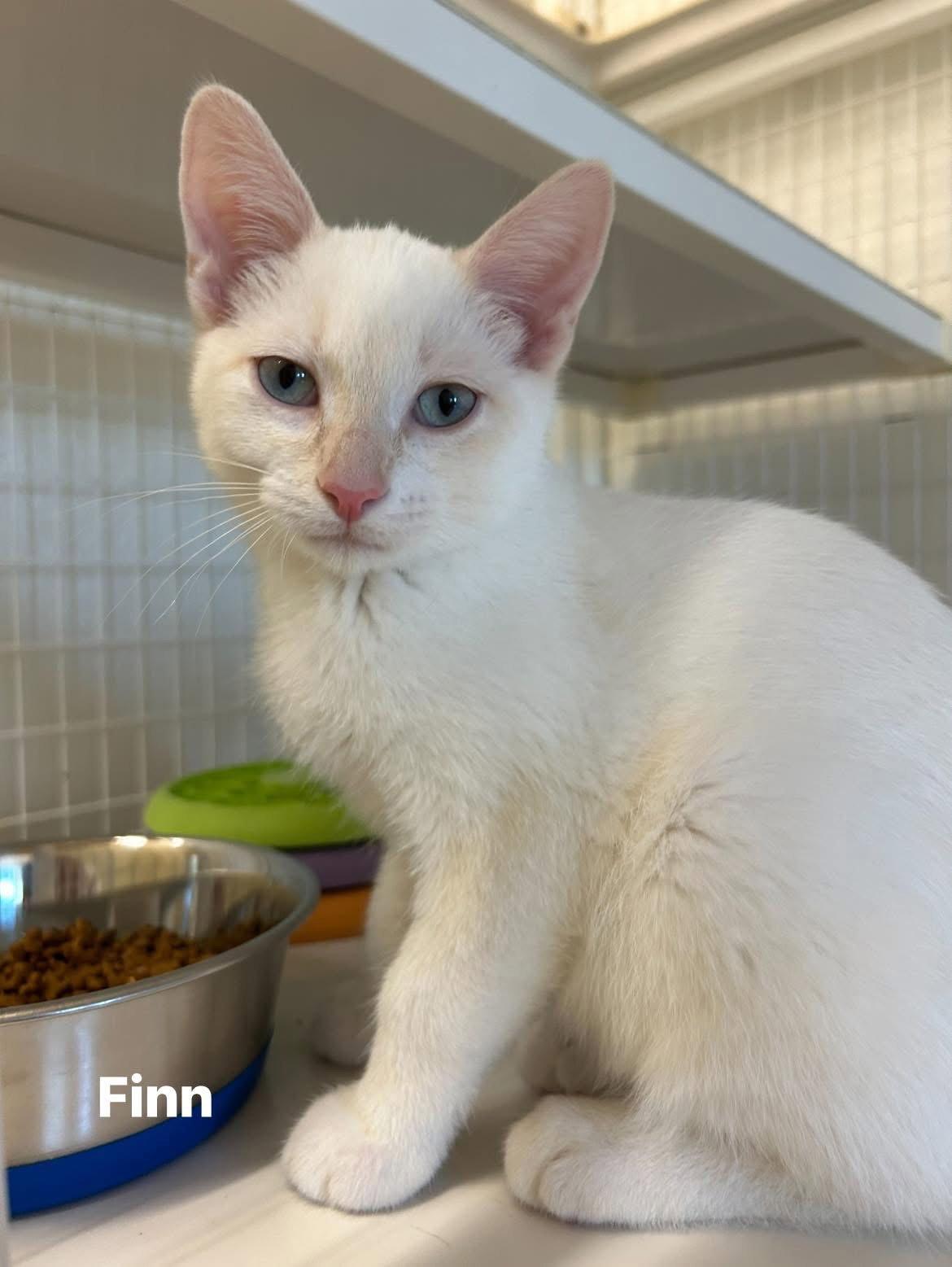 Finn, a Adoptable mixed breed in Williamsburg, IA image 3/3