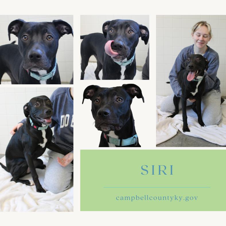 Siri, Adoptable, Young Female Mixed Breed.