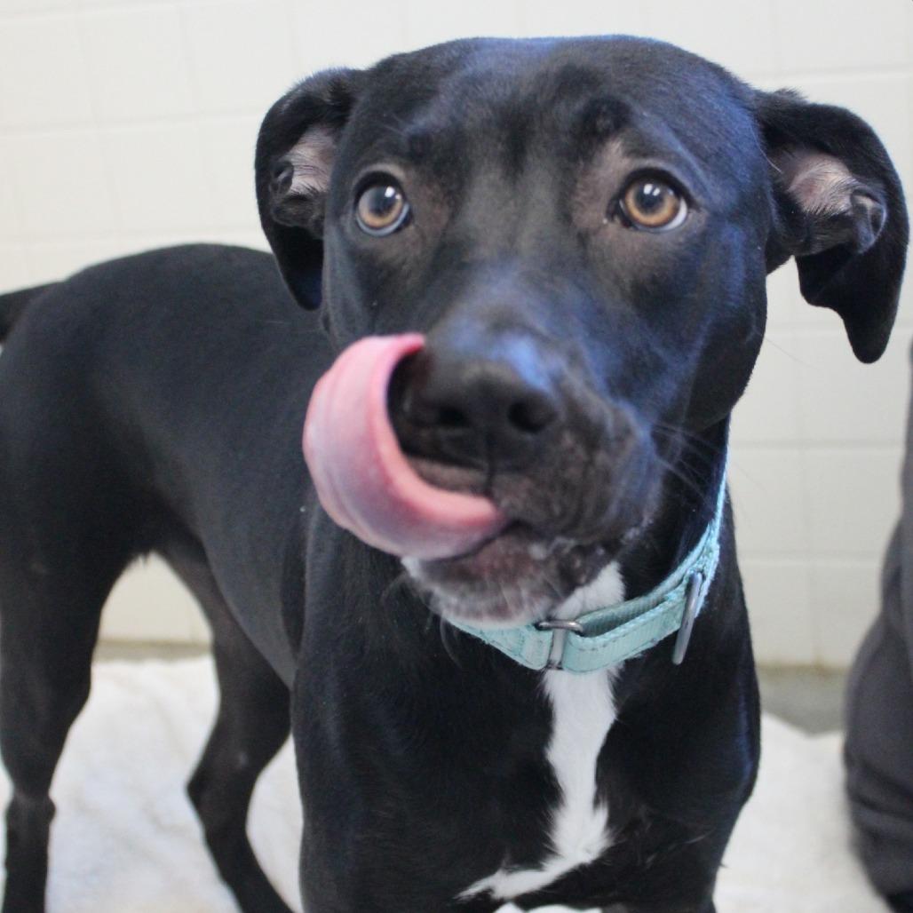 Enlarge Siri, a Adoptable Mixed Breed in Melbourne, KY image 3/6