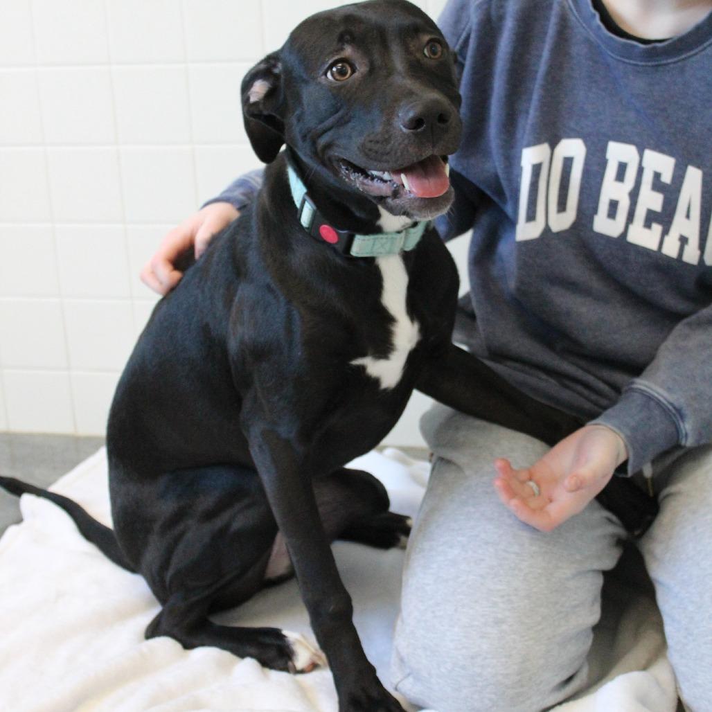 Enlarge Siri, a Adoptable Mixed Breed in Melbourne, KY image 4/6