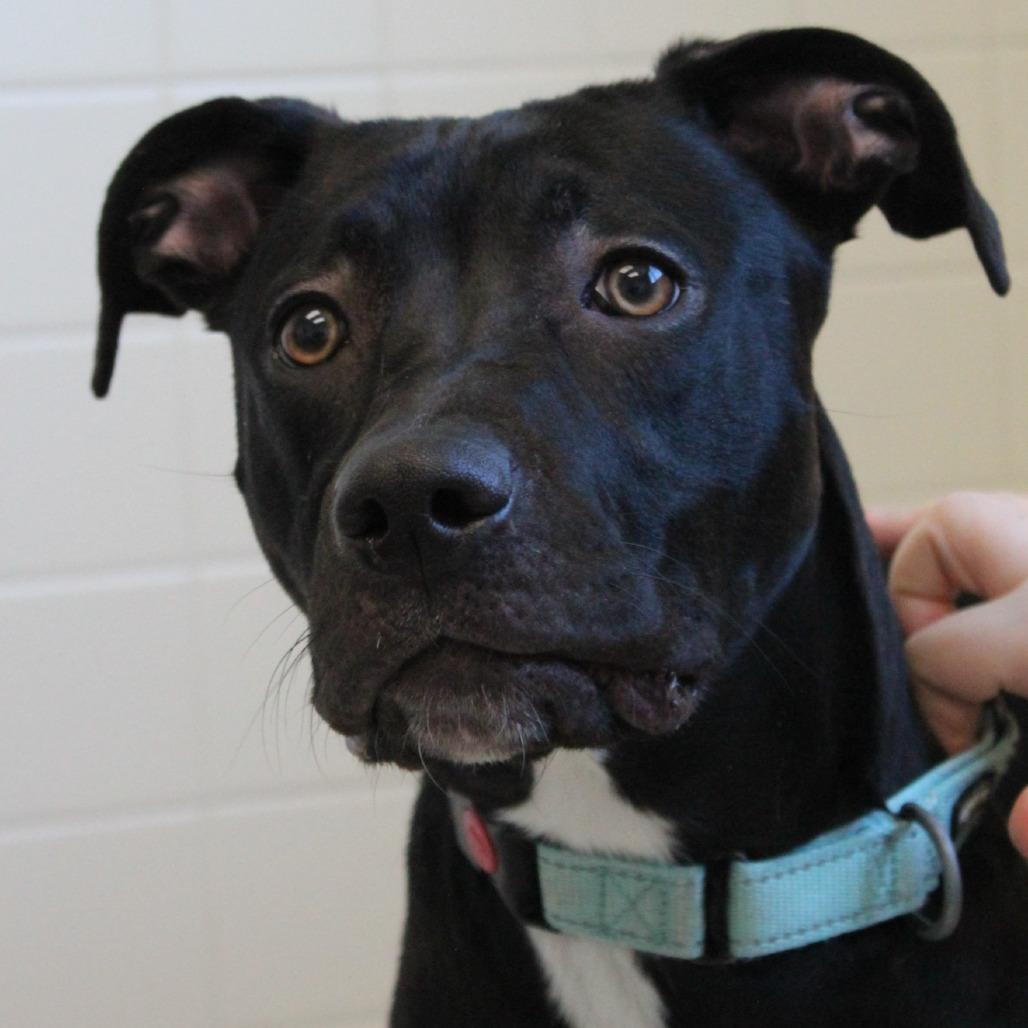 Enlarge Siri, a Adoptable Mixed Breed in Melbourne, KY image 5/6