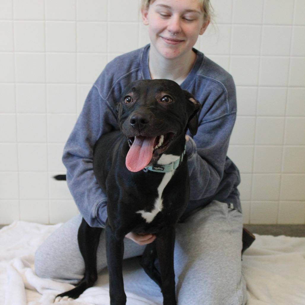 Enlarge Siri, a Adoptable Mixed Breed in Melbourne, KY image 6/6