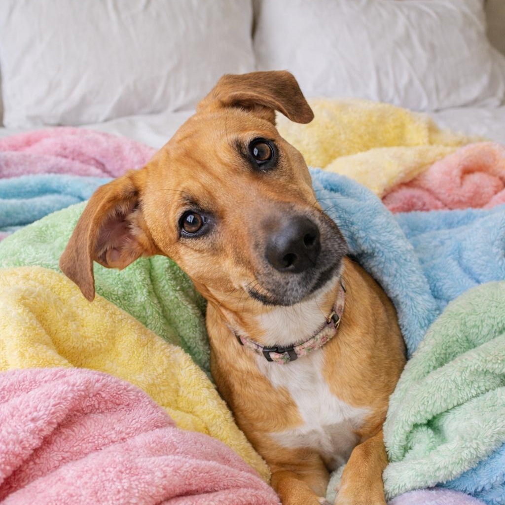 Merry-Sweet, Loving, Cuddles & Great w/Dogs (fostered in Danvers,MA & weighs 35 lbs)