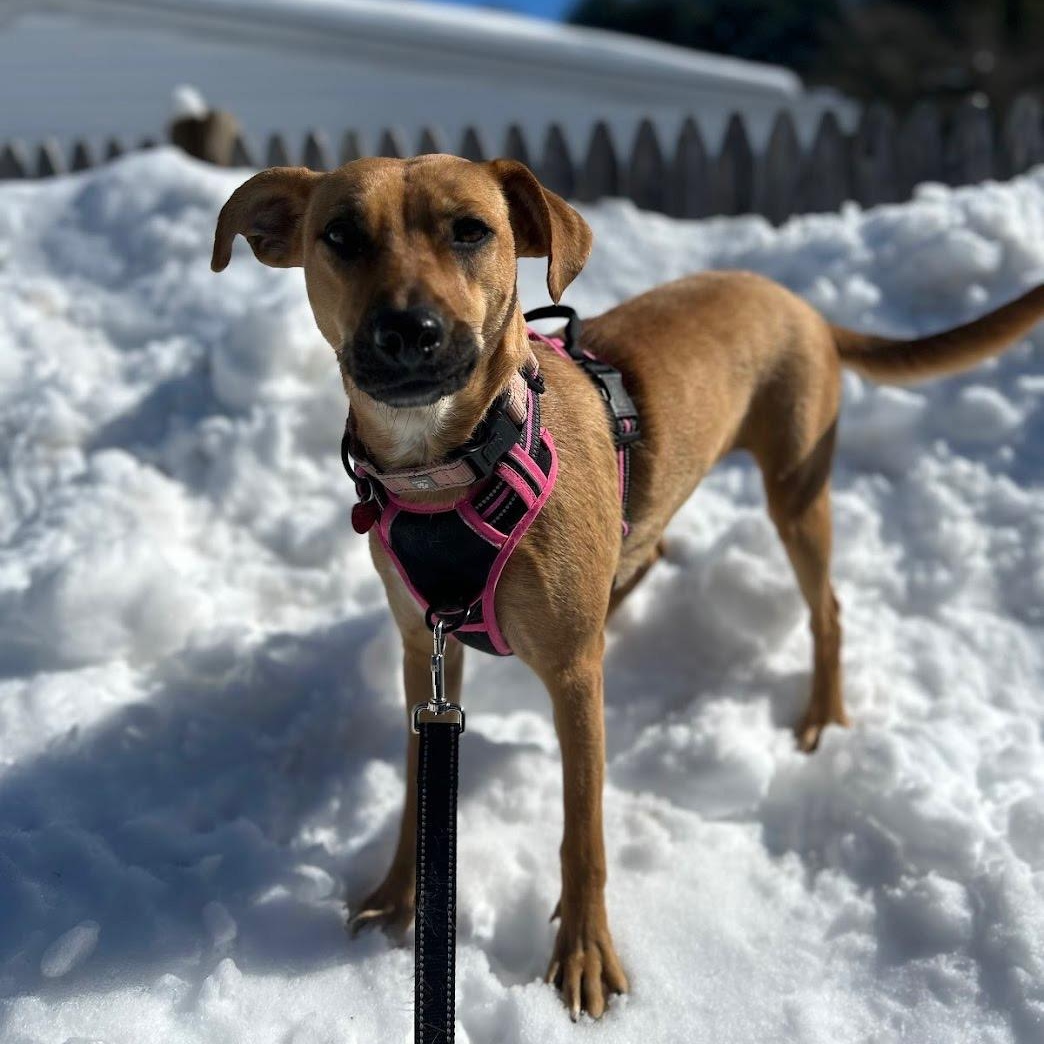 Merry-Sweet, Loving, Cuddles & Great w/Dogs (fostered in Danvers,MA & weighs 35 lbs) — thumbnail 2