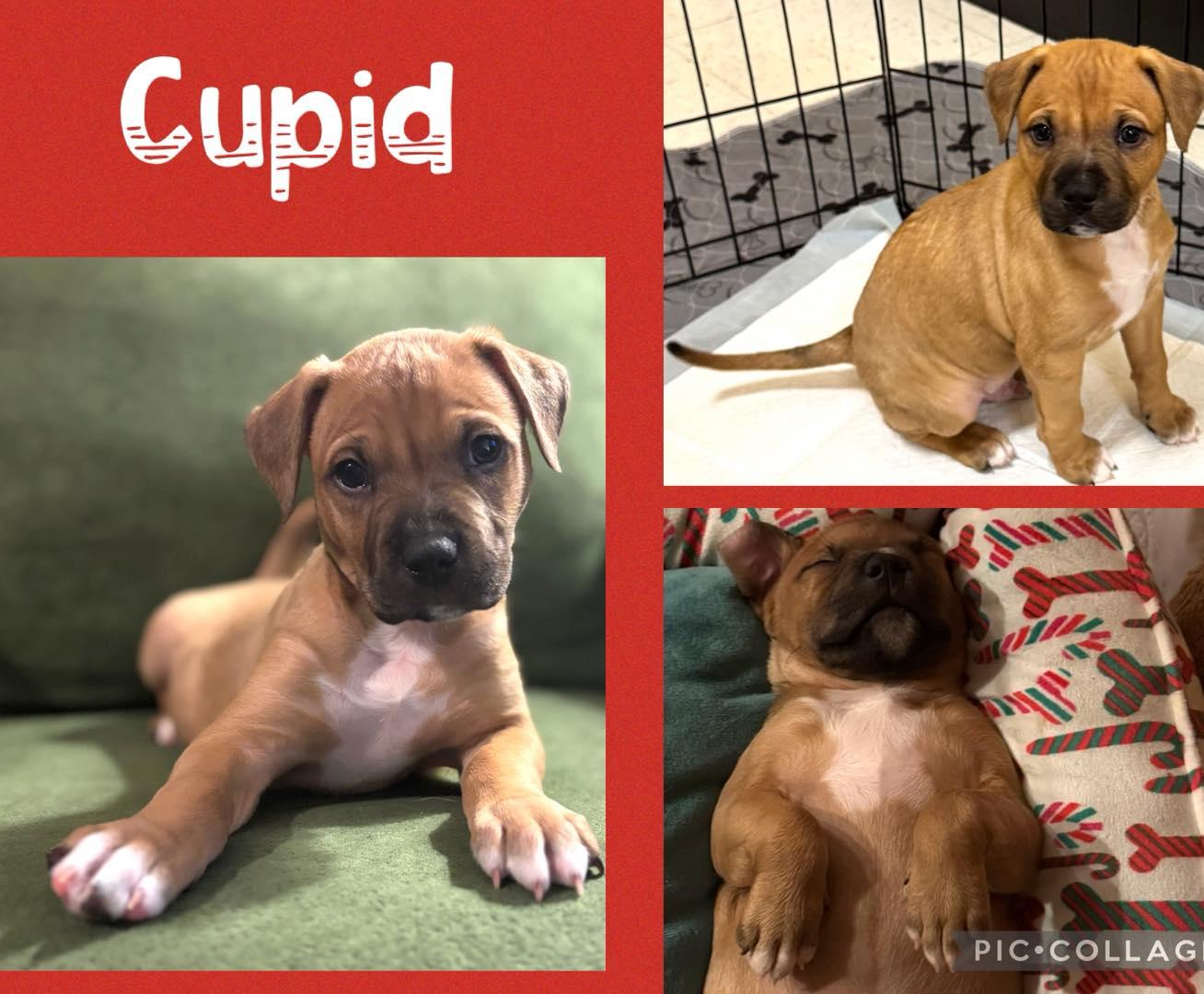 Cupid, adopted, Puppy Male Terrier.