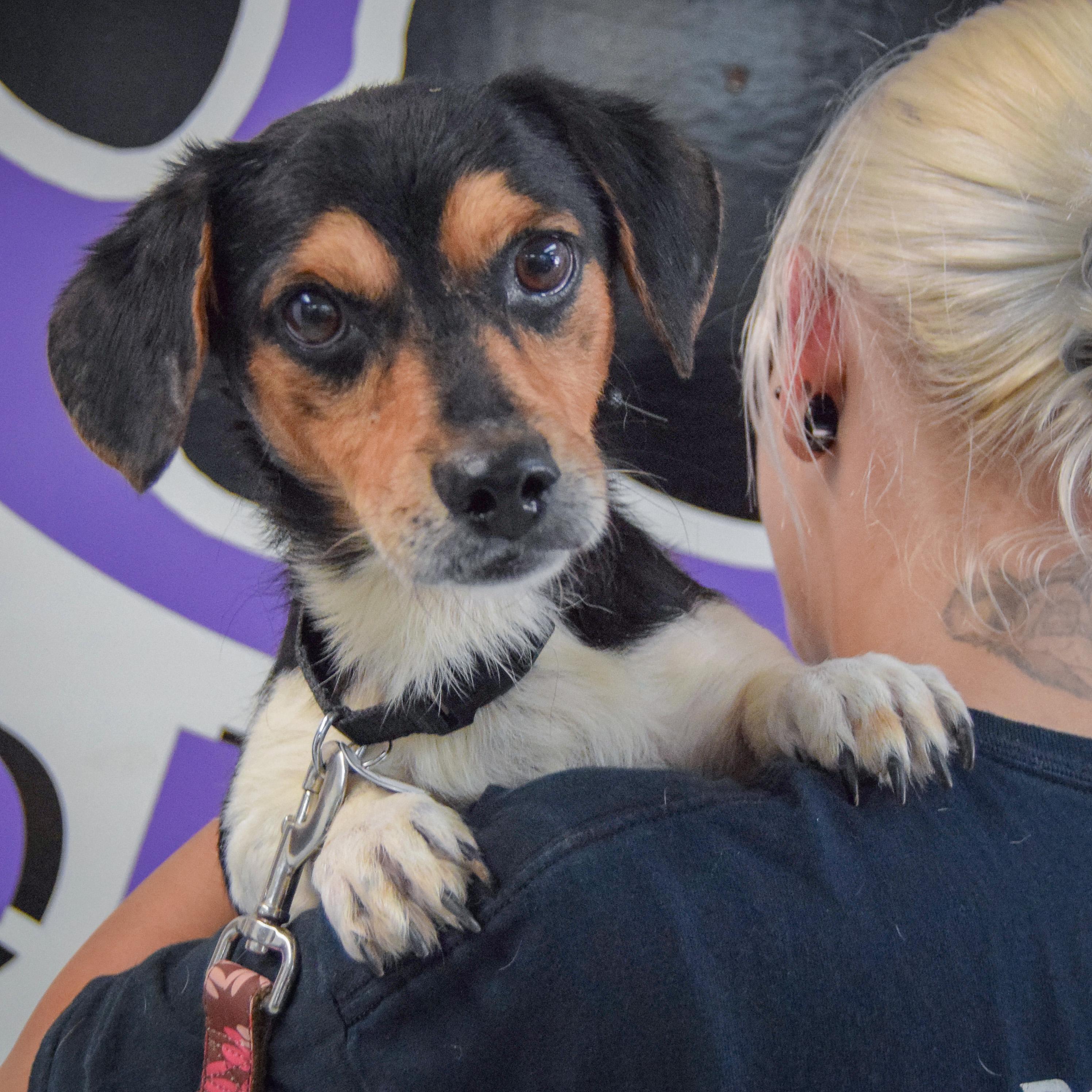 Enlarge Tracker, an adopted mixed breed in Huntley, IL image 5/5