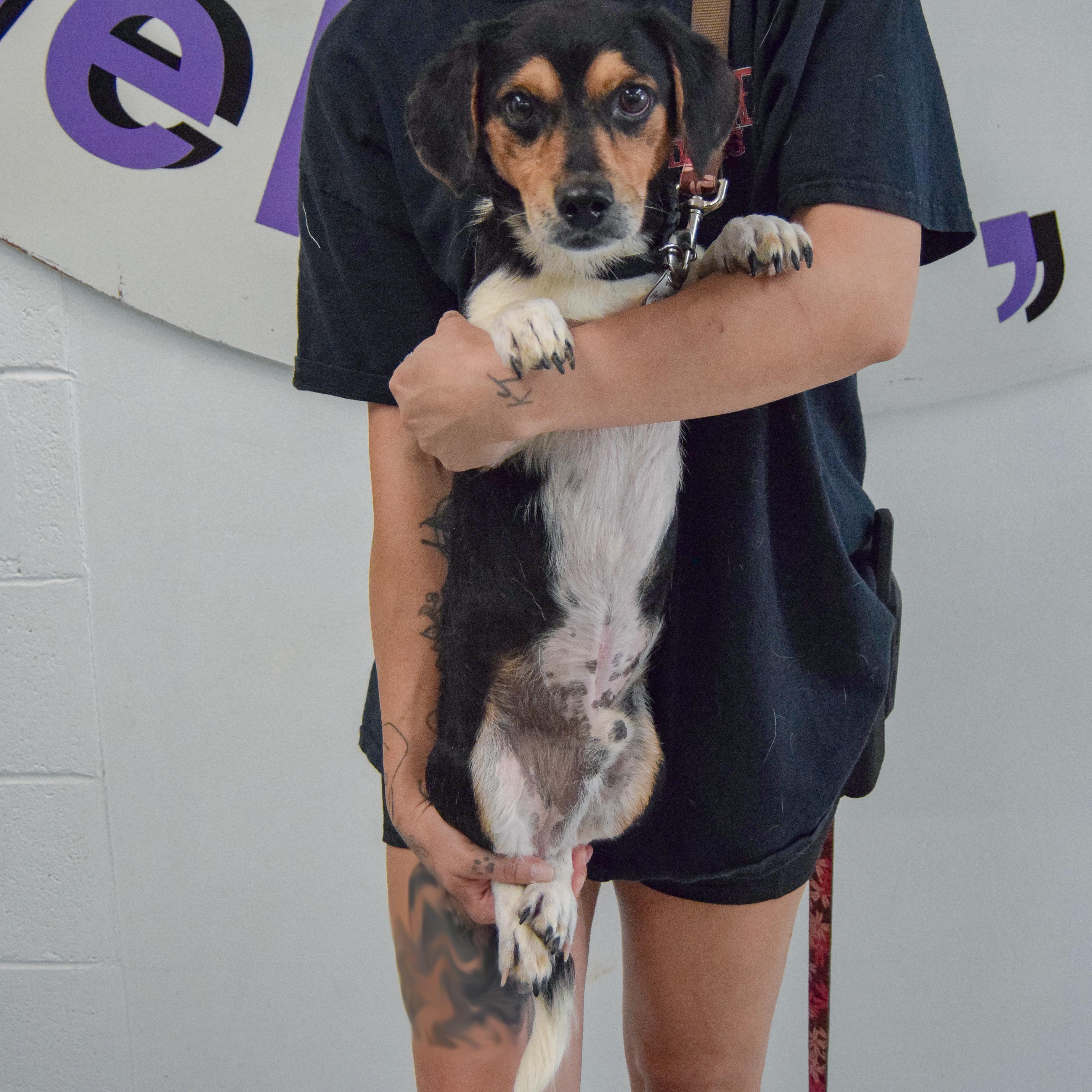 Enlarge Tracker, an adopted mixed breed in Huntley, IL image 4/5
