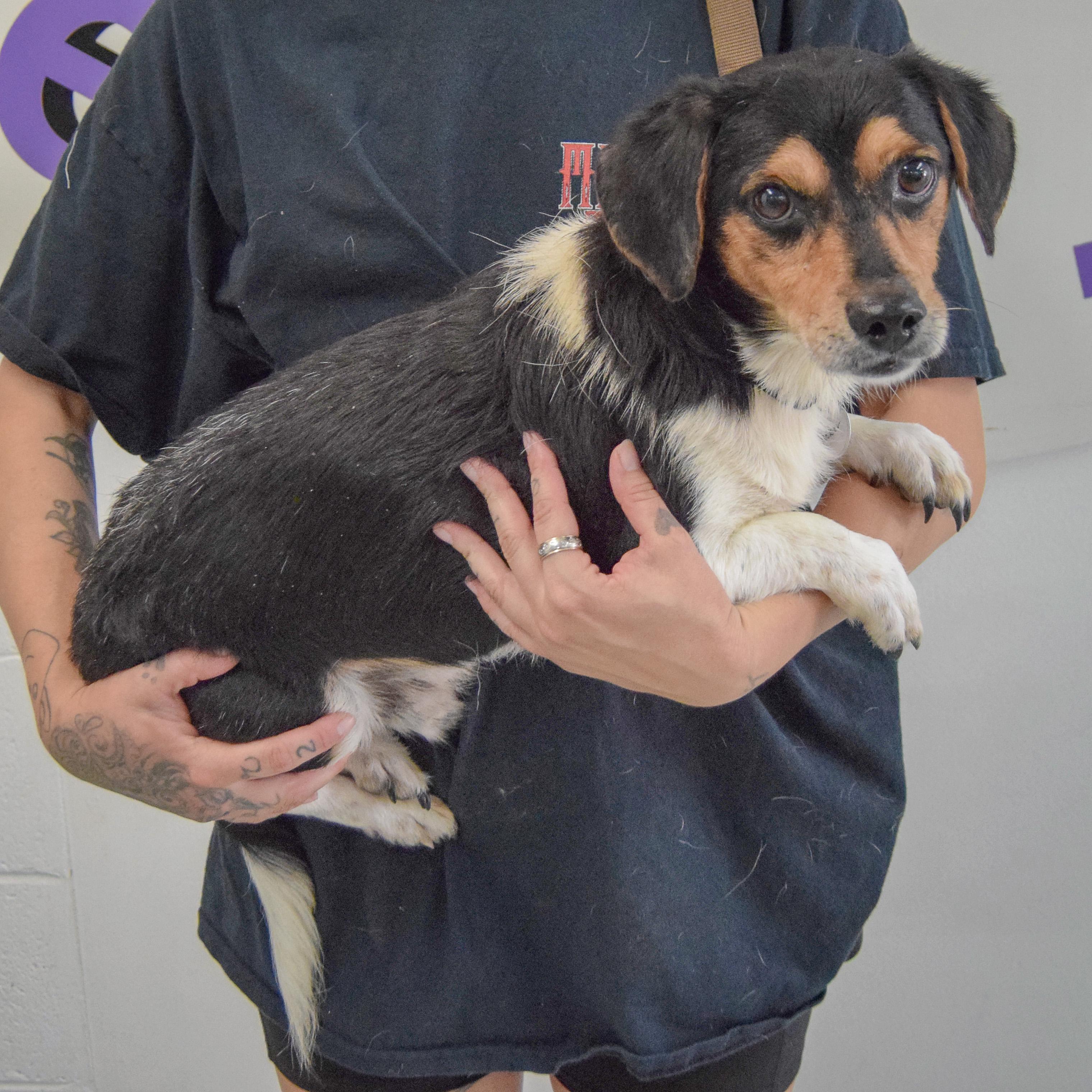 Enlarge Tracker, an adopted mixed breed in Huntley, IL image 2/5