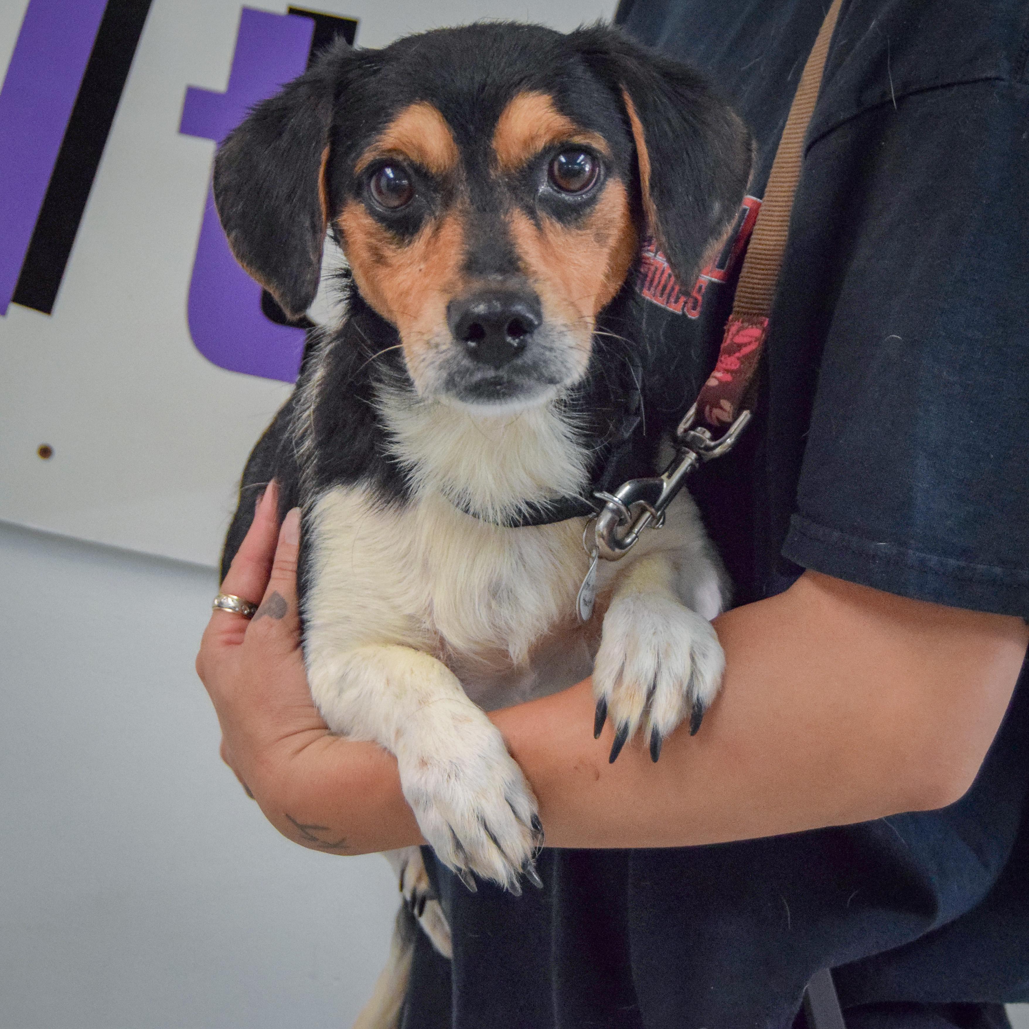 Enlarge Tracker, an adopted mixed breed in Huntley, IL image 3/5