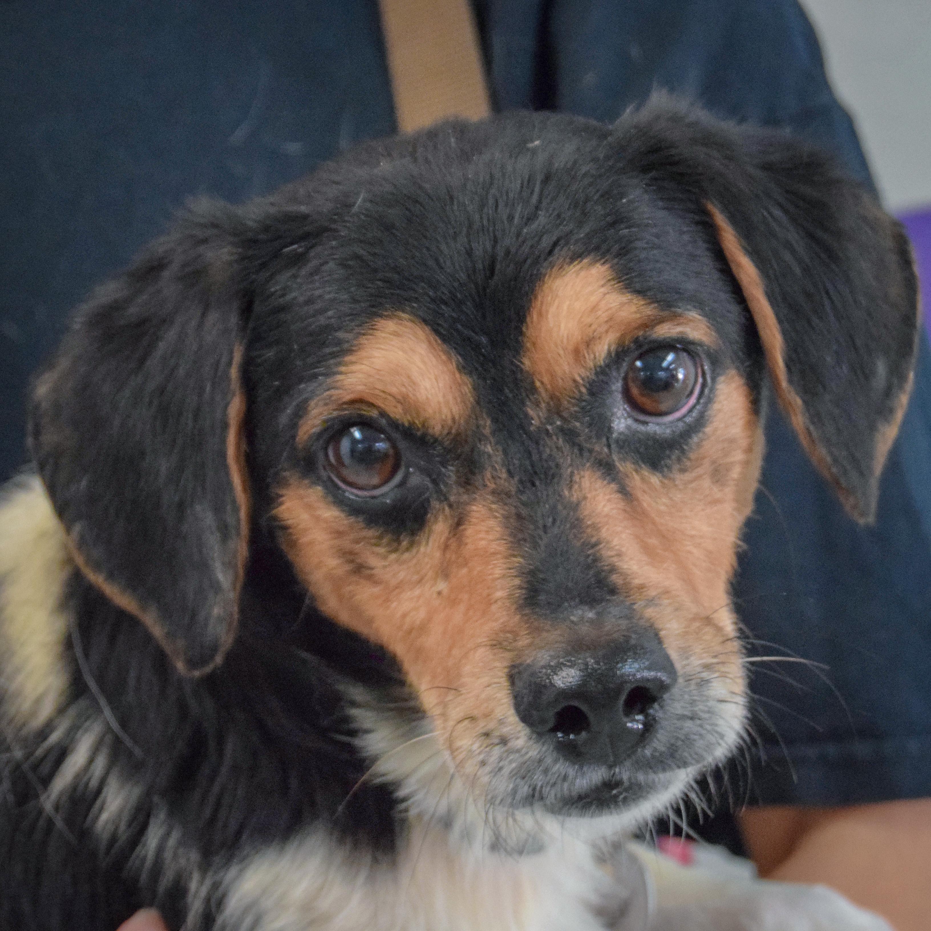 Tracker, adopted, Young Male Basset Hound & Beagle.