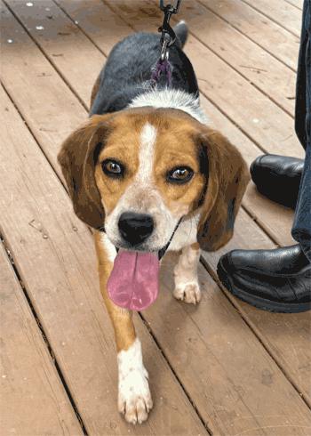 Enlarge Apollo, a Adoptable Beagle in West Decatur, PA image 1/4