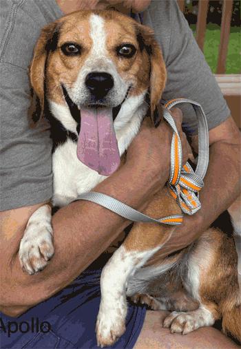 Enlarge Apollo, a Adoptable Beagle in West Decatur, PA image 2/4