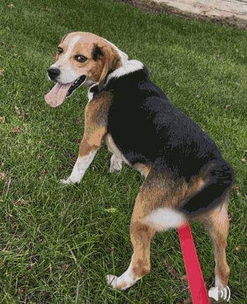 Apollo, Adoptable, Adult Male Beagle.