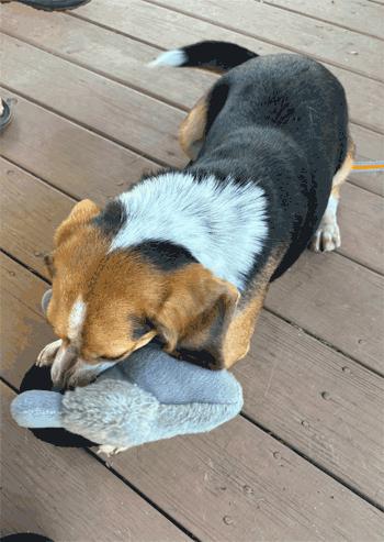 Enlarge Apollo, a Adoptable Beagle in West Decatur, PA image 4/4