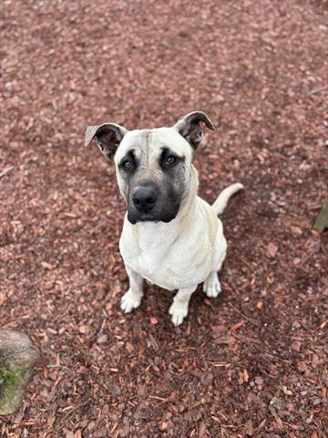 Enlarge GRIZZLY, a Adoptable mixed breed in Panama City, FL image 1/1