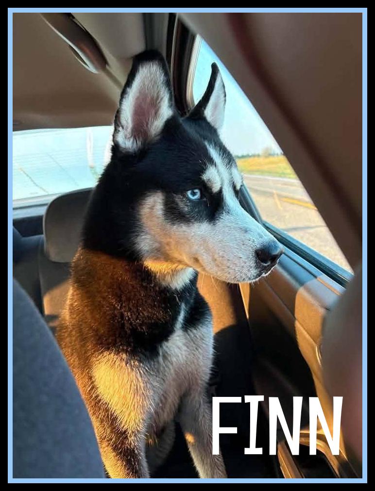 Finn, Adopted, Adult Male Husky.