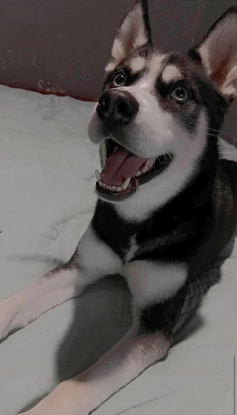 Enlarge Finn, a Adopted Husky in Valley City, ND image 2/4
