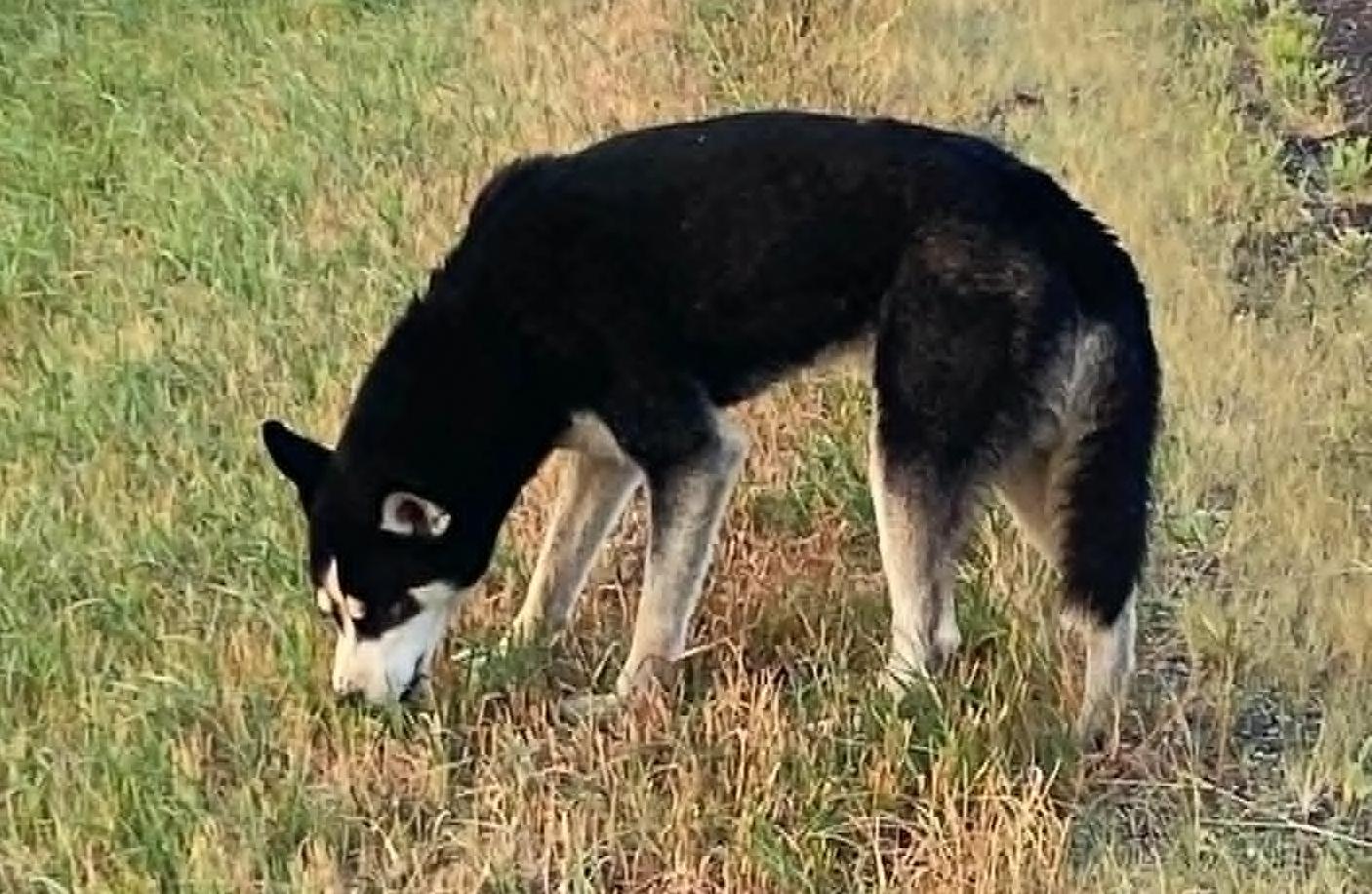 Enlarge Finn, a Adopted Husky in Valley City, ND image 3/4