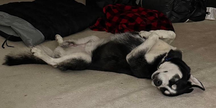 Enlarge Finn, a Adopted Husky in Valley City, ND image 4/4