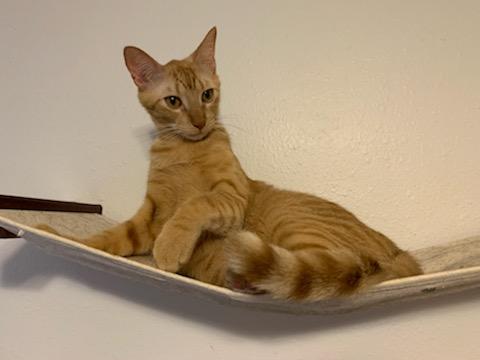 Dorito, Adoptable, Young Male Tabby & Domestic Short Hair.
