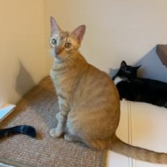 Enlarge Dorito, a Adoptable mixed breed in Tomball, TX image 4/6