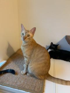Enlarge Dorito, a Adoptable mixed breed in PearLand, TX image 3/6