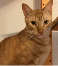 Enlarge Dorito, a Adoptable mixed breed in PearLand, TX image 4/6