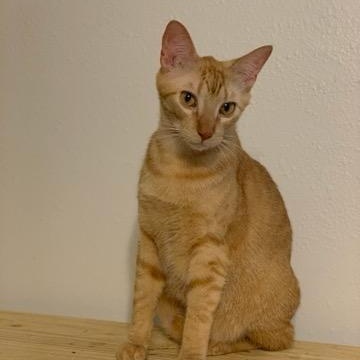 Dorito, Adoptable, Adult Male Tabby & Domestic Short Hair.