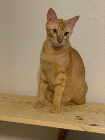 Enlarge Dorito, a Adoptable mixed breed in PearLand, TX image 5/6