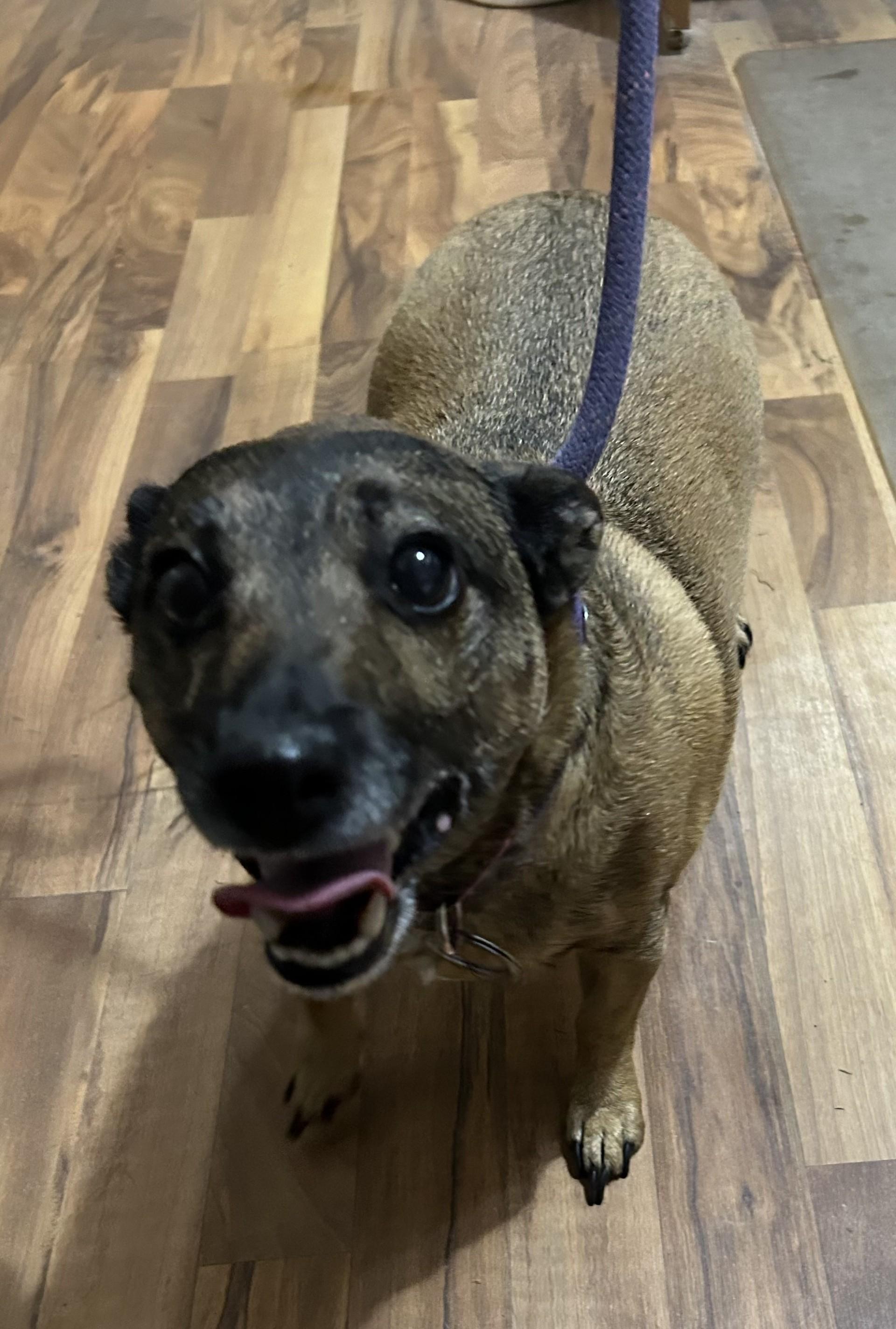 Enlarge Mea, a Adopted Jack Russell Terrier in Baldwin, MI image 1/1