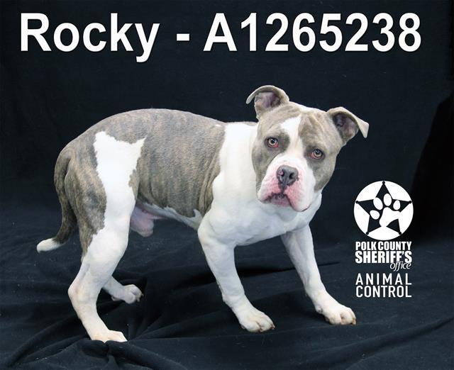 Enlarge ROCKY, a Adoptable American Bulldog in Winter Haven, FL image 1/1